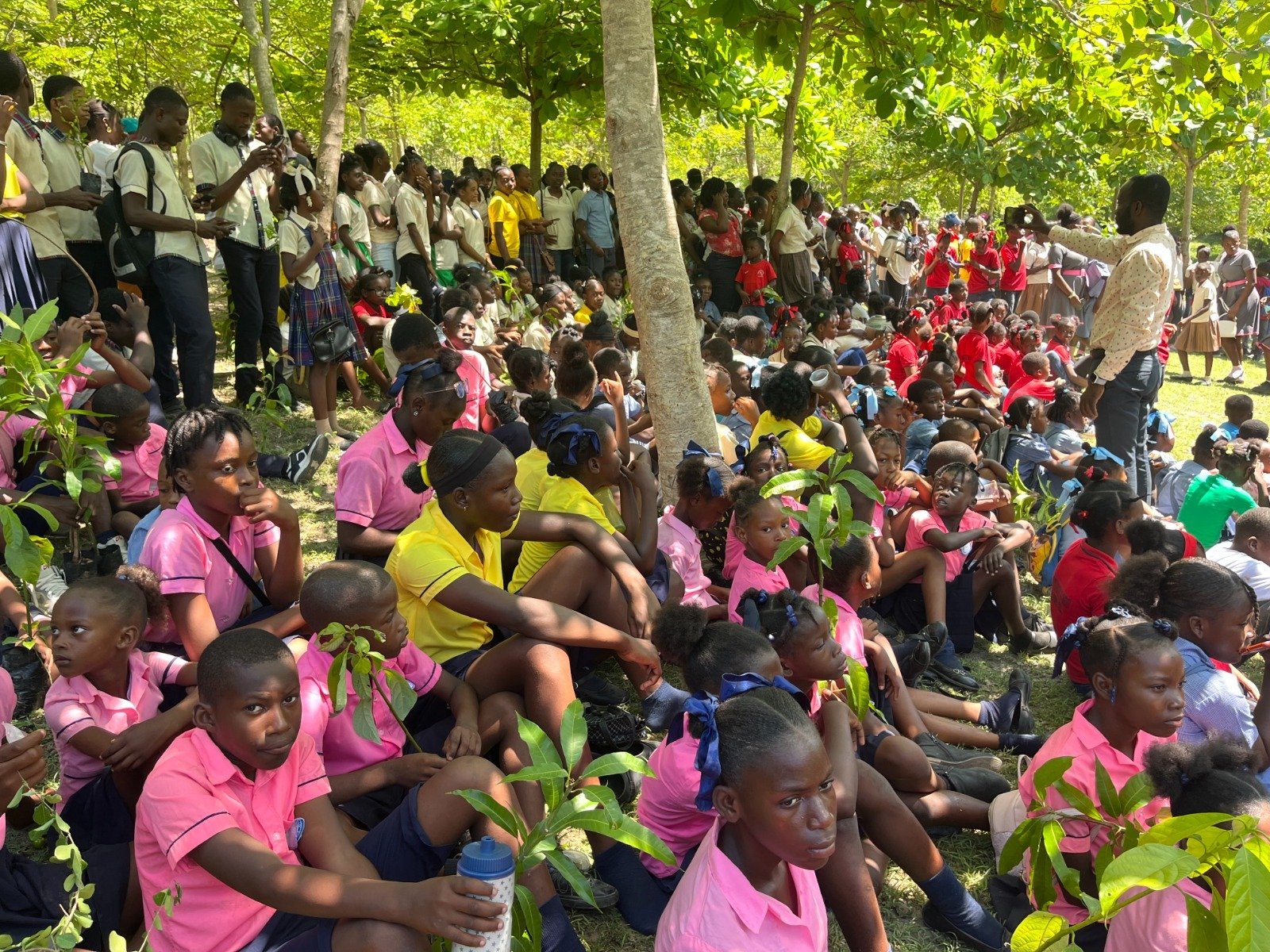 <p>Les organisations REVH et OPTED plantent 600 arbres 